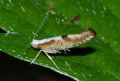 Argyresthia pruniella